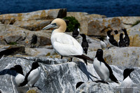 North Atlantic Seabirds