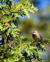 Yellow-Rumped (Myrtle) Warbler