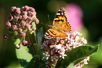 Painted Lady and Monarch Caterpillar