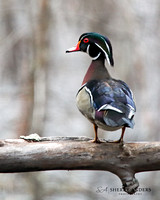 Male Wood Duck, Farandnear Reservation