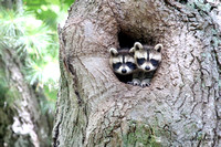 Raccoon Cubs