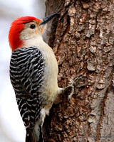 Red-bellied Woodpecker III
