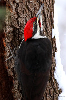 Pileated Woodpecker II