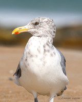 Herring Gull I