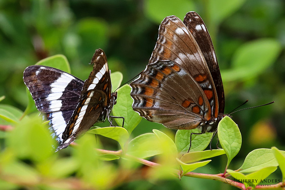 White Admiral, Red-Spotted Purple Butterflies