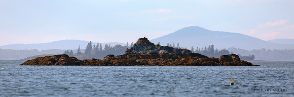 Osprey Nest