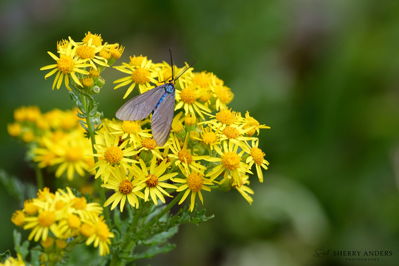 Virginia Ctenucha Moth