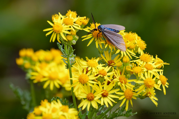 Virginia Ctenucha Moth