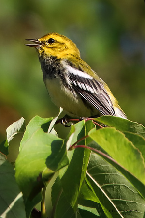 Black-Throated Green Warbler