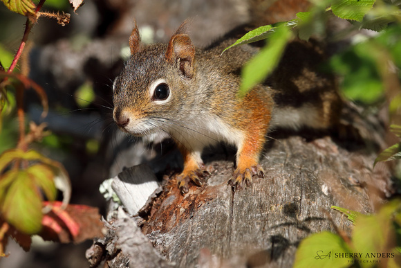 Red Squirrel