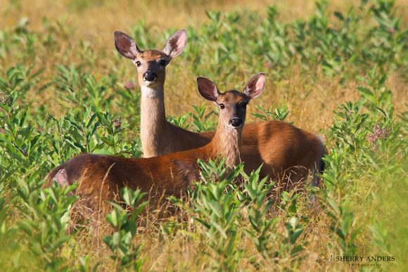 White-Tailed Deer