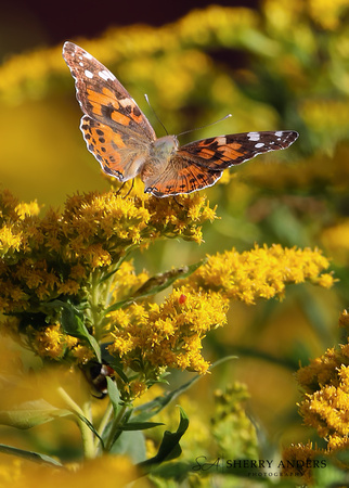 Painted Lady Butterfly