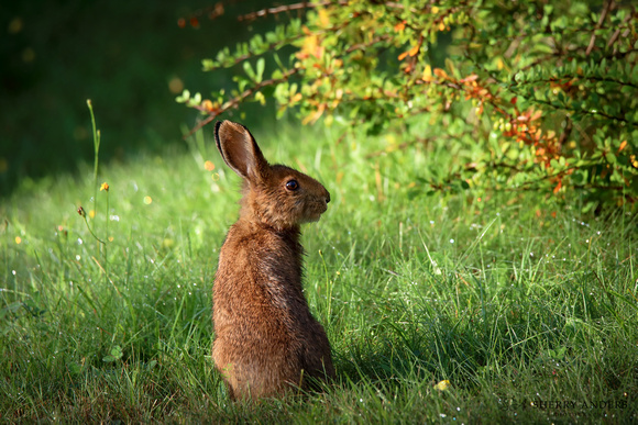 Snowshoe Hare