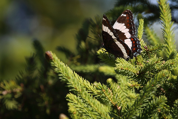 White Admiral