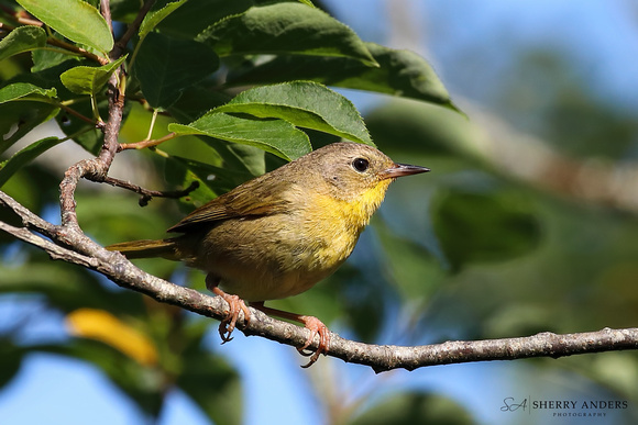 Common Yellowthroat (Female)